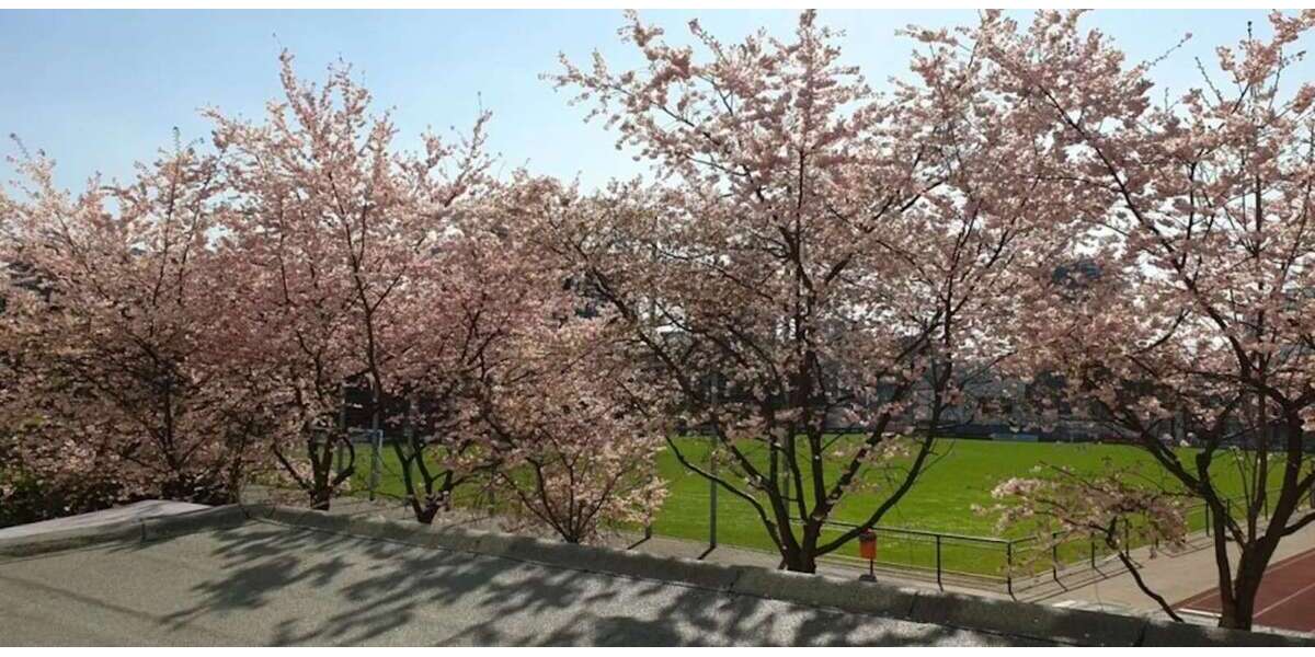 Zimmer Düsseldorf Derendorf - 1 Zimmer, 1.700&euro; | Angebot:27558706